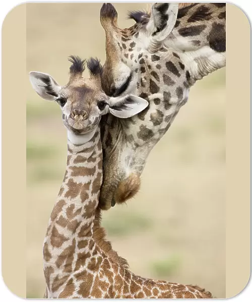 Masai giraffe {Giraffa camelopardalis} mother nuzzling baby, Lower Masai Mara GR, Kenya