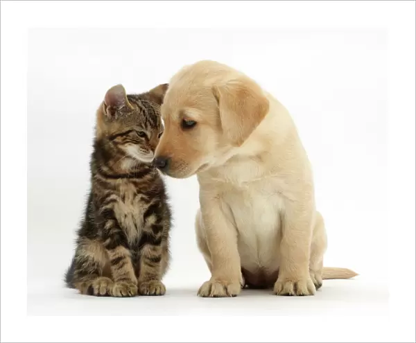 Tabby kitten, Picasso, 9 weeks, head to head with Yellow labrador puppy, 8 weeks