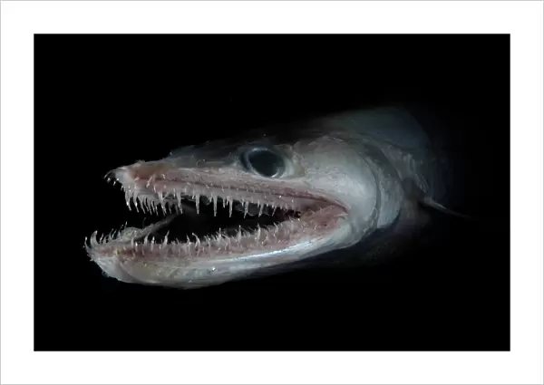 Bathypelagic Lizard fish (Bathysaurus ferox), deep sea Atlantic ocean