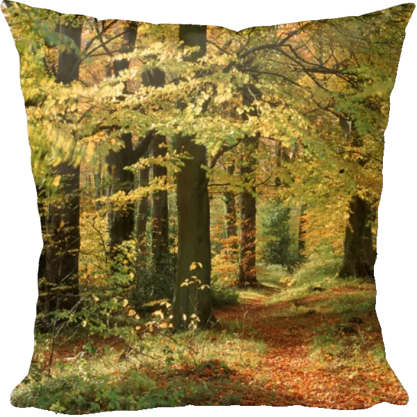 Autumn colours in Long Ridge Woods, Painswick, Cotswolds