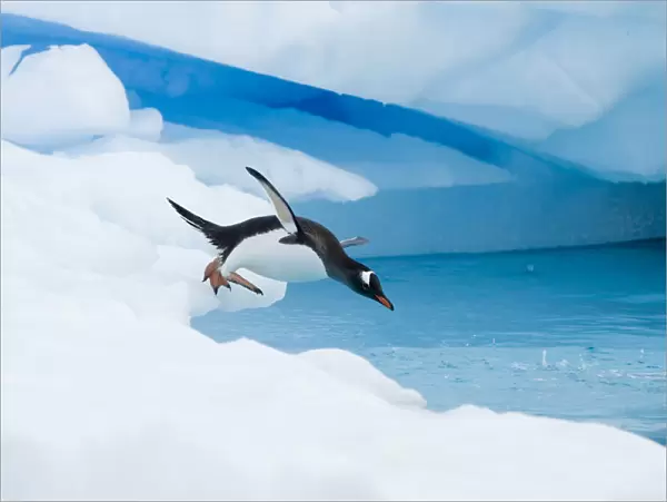 Gentoo penguin (Pygoscelis Papua) jumping off an iceberg, western Antarctic Peninsula