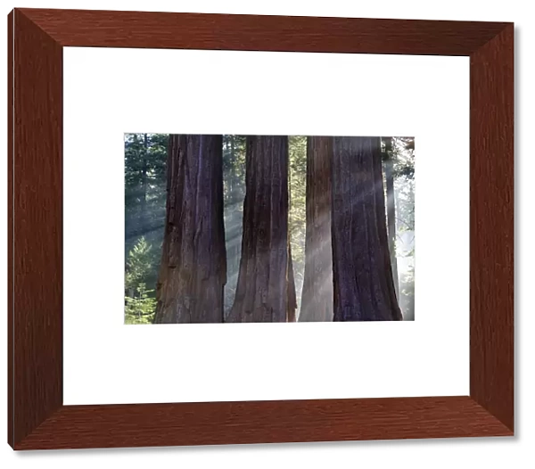 Trunks of giant sequoia trees (Sequoiadendron giganteum) Sequoia National Park, California