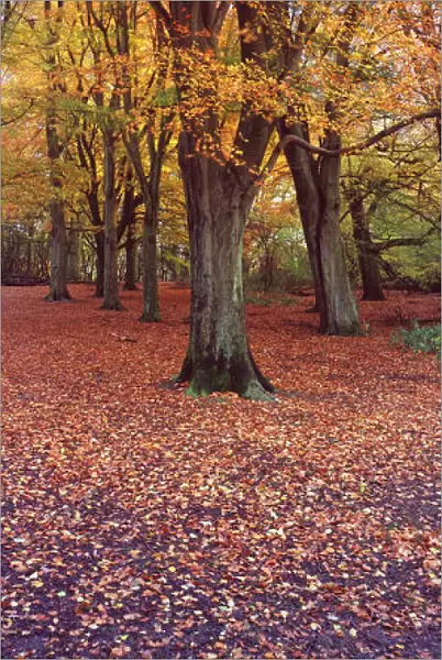 Vertical panoramic of autumnal Beech tree (Fagus sylvatica) Hampstead Heath, London