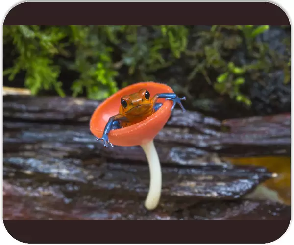 Strawberry poison dart frog (Oophaga  /  Dendrobates pumilio) sitting in cup fungus