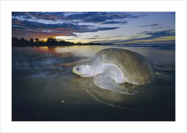 Olive ridley turtle emerging from sea at dusk. Costa Rica {Lepidochelys olivacea}
