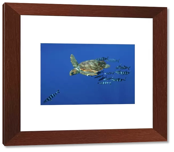 Loggerhead turtle (Caretta caretta) with a shoal of Pilot fish (Naucrates ductor) Pico