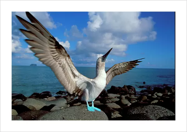 Blue footed booby displaying {Sula nebouxii} Galapagos