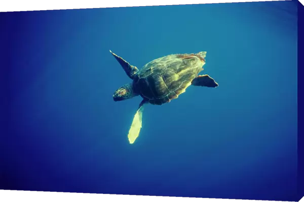 Juvenile Loggerhead turtle {Caretta caretta} underwater, Azores, Atlantic