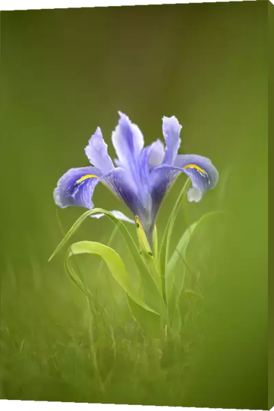 Iris (Iris sp) Alcal de Guadaira, Seville, Spain