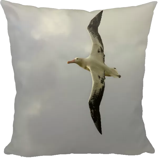 Wandering albatross {Diomedea exulans} flying over open ocean, South Atlantic