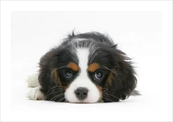 Tricolour Cavalier King Charles Spaniel puppy, lying with chin on floor