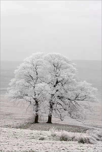 Two trees covered in hoar frost, Peak District, UK, New years day 2009