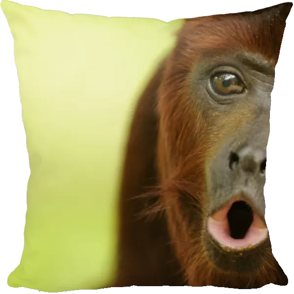 Red howler monkey (Alouatta seniculus) howling, captive