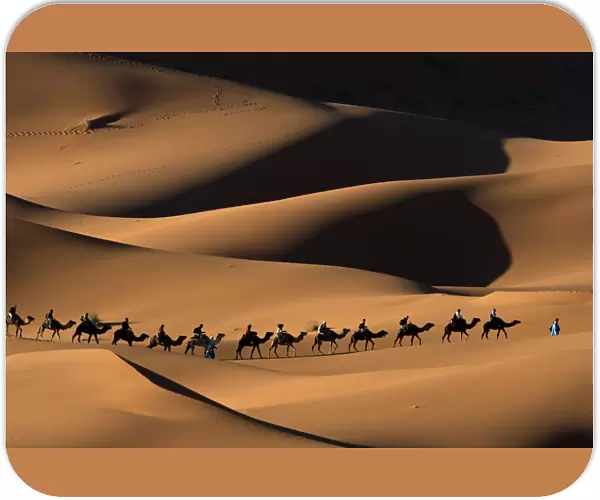 Dromedary camel (Camelus dromedarius) train crossing Merzouga dunes, Tafilalt, Sahara