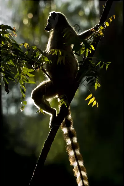 Ring-tailed Lemur (Lemur catta) sun basking at dawn