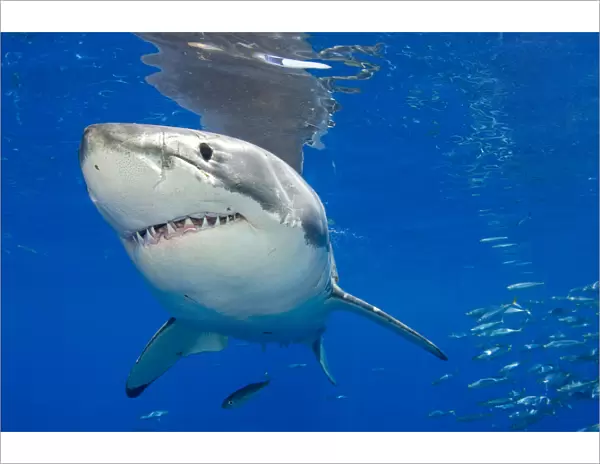Great white shark (Carcharodon carcharias) portrait, Guadalupe Island, Mexico, Pacific