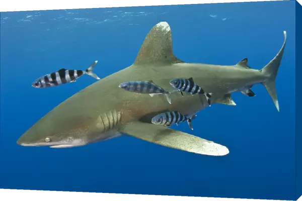 Oceanic whitetip shark (Carcharhinus longimanus) with Pilot fish (Naucrates ductor)