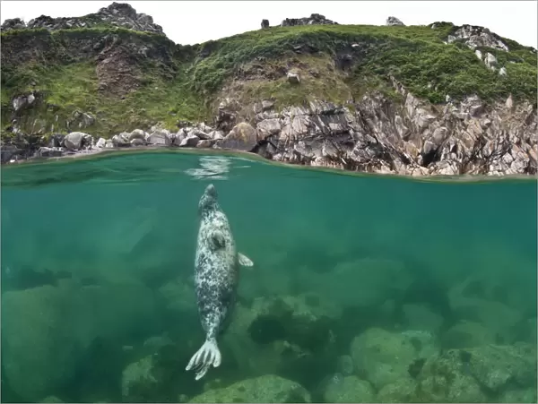 Atlantic grey seal (Halichoerus grypus) resting vertical beneath the surface, Lundy Island