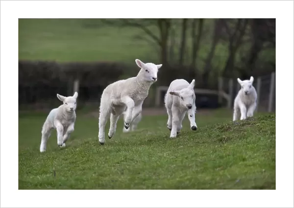 Domestic sheep, lambs playing in a field, Norfolk, UK, March