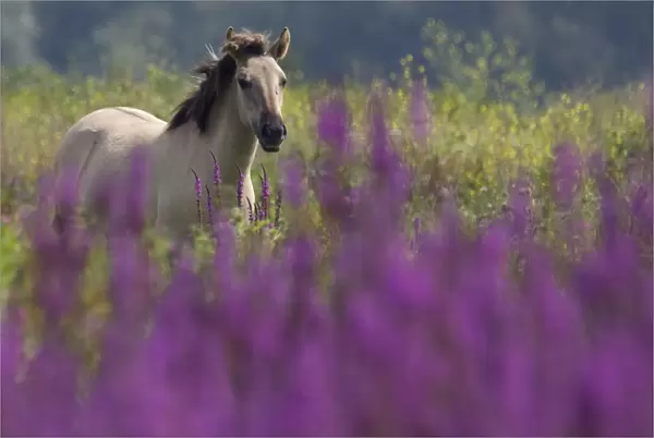 Konik Wild Horse (Equus ferus caballus) in grasslands with Purple loosestrife flowers