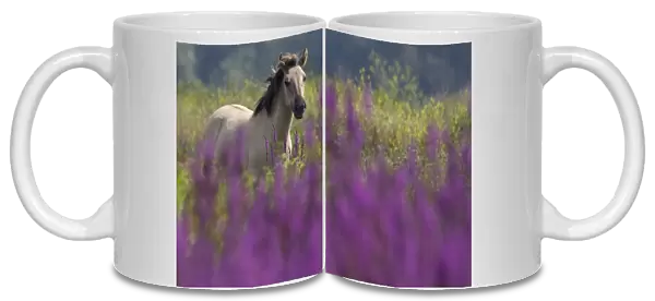 Konik Wild Horse (Equus ferus caballus) in grasslands with Purple loosestrife flowers