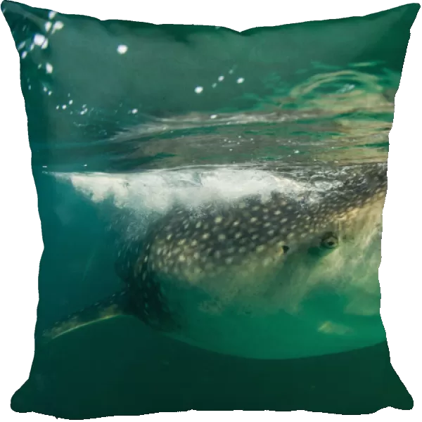 Whale Shark (Rhincodon typus), eating krill and plankton at the surface. Gulf of Mexico