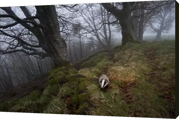 Badger (Meles meles) foraging in woodland on edge of forest, Black Forest, The Black Forest