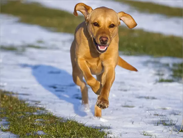 Yellow Labrador running in snow, UK