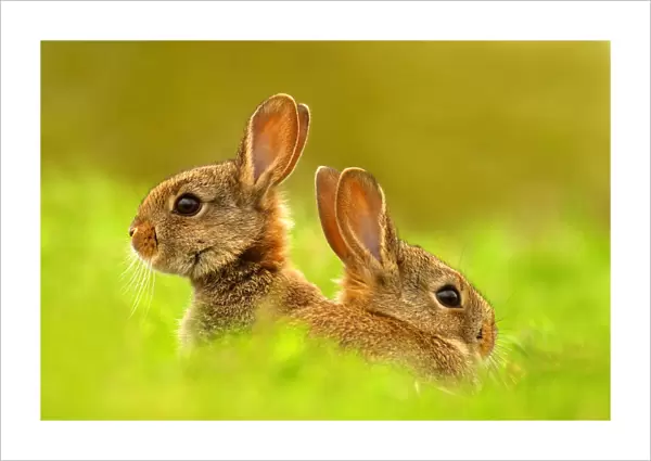 European rabbits (Oryctolagus cuniculus) juveniles emerging from burrow, Cheshire, UK May