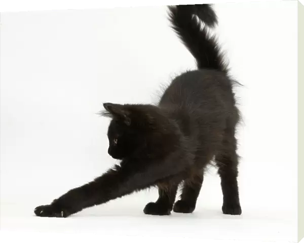 Fluffy black kitten, 12 weeks old, stretching