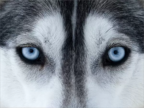 Portrait of Siberian Husky dog face used as sled dogs inside Riisitunturi National Park