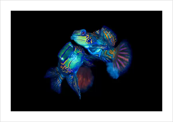 Mandarinfish (Synchiropus splendidus) pair spawning