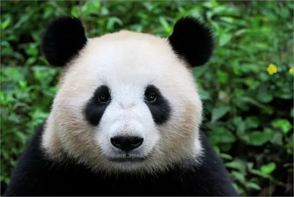 Head portrait of a Giant panda (Ailuropoda Melanoleuca) Bifengxia Giant Panda Breeding