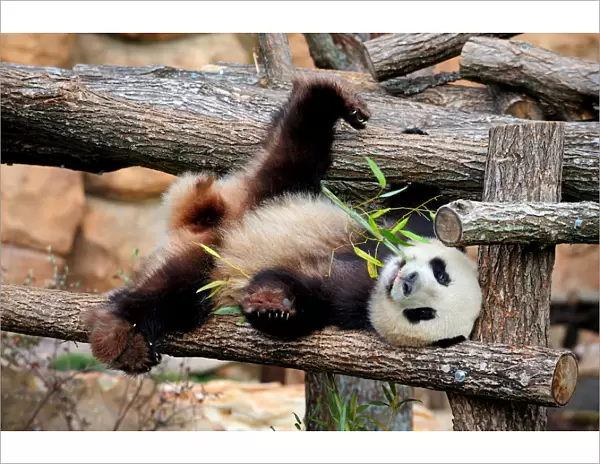 Giant panda (Ailuropoda melanoleuca) male, Yuan Zi, lying on climbing frame eating bamboo