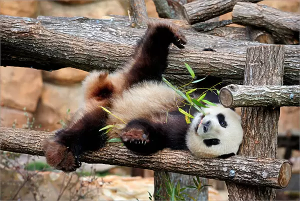 Giant panda (Ailuropoda melanoleuca) male, Yuan Zi, lying on climbing frame eating bamboo