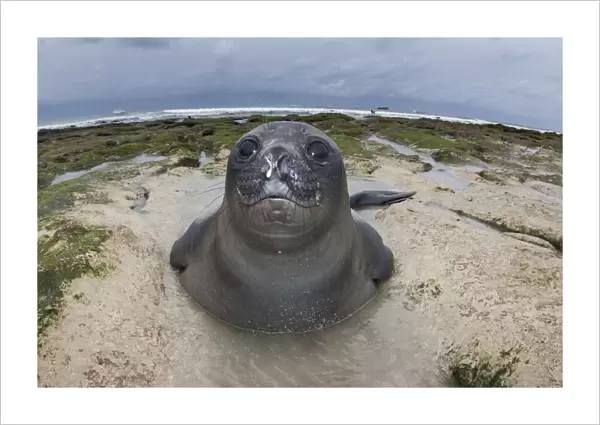 Southern elephant seal (Mirounga leonina) pup on beach, Caleta Valdes, Valdes Peninsula