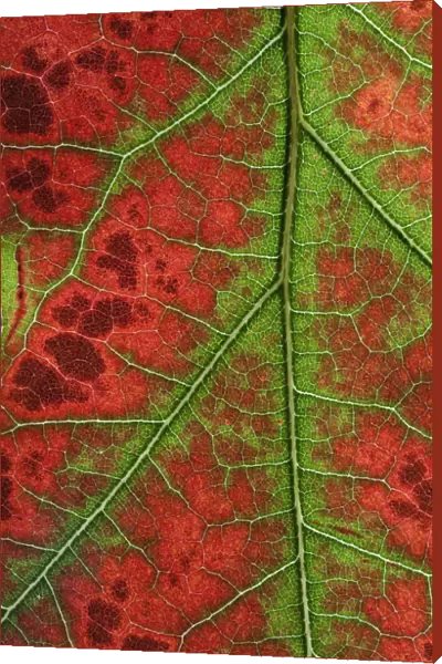RF- Close up of Leaves of Red Oak (Quercus rubra) in autumn. October
