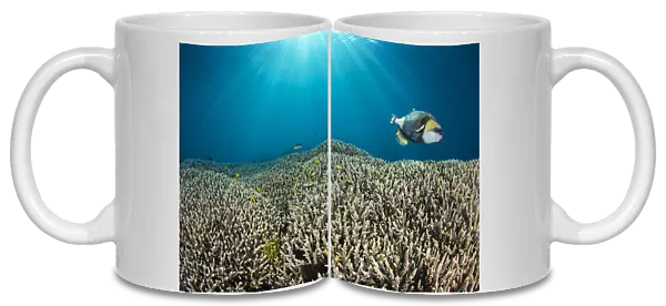 RF - Titan triggerfish (Balistoides viridescens) swimming over hard coral (Acropora sp