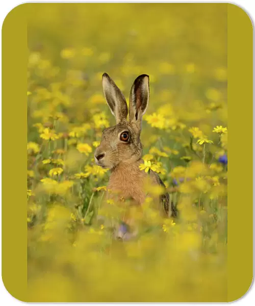 European hare (Lepus europaeus) in set aside field seeded with Corn Marigolds (Chrysanthemum
