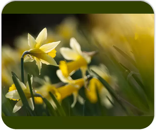 Small group of flowering Wild daffodils (Narcissus pseudonarcissus), with out of focus