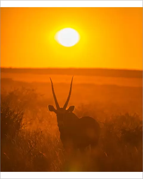 Gemsbok (Oryx gazella) silhouetted at dawn, Kalahari Desert, Botswana
