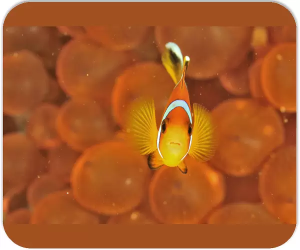 Oman anemonefish  /  clownfish (Amphiprion omanensis) in a a Bulb-tentacle sea anemone
