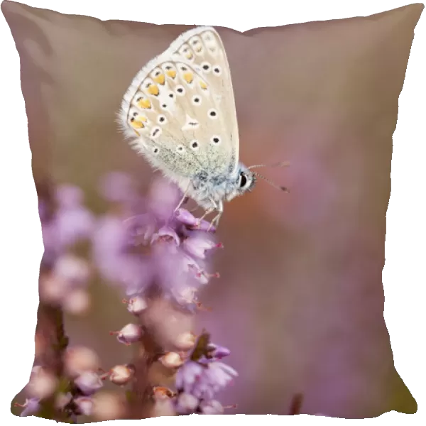 Common blue butterfly (Polyommatus icarus), resting on flowering heather, Arne RSPB reserve