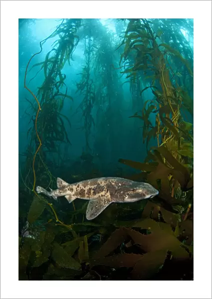 Draughtsboard Shark  /  Australian Swellshark (Cephaloscyllium laticeps) swims through