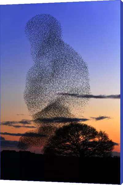 Common starling (Sturnus vulgaris) flock at dusk engaging in pre-roost display, Dumfries-shire