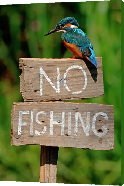 Common kingfisher on No Fishing sign (Alcedo atthis) UK