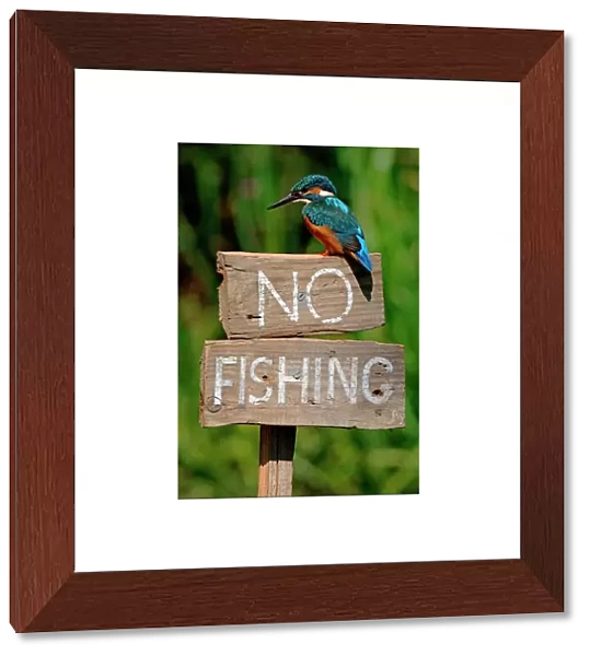 Common kingfisher on No Fishing sign (Alcedo atthis) UK