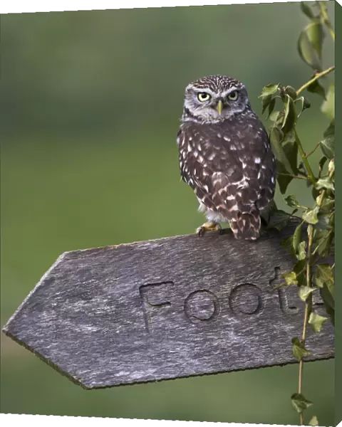 Little owl (Athena noctua) perched on footpath signpost, Gloucestershire, UK, April