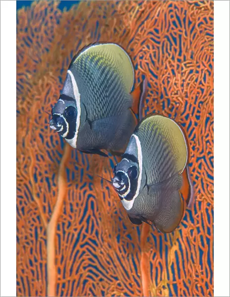 Redtail butterflyfish (Chaetodon collare) pair in front of a smooth Sea fan