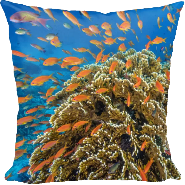 RF - A vibrant Red Sea coral reef scene, with orange female Scalefin anthias fish
